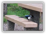 Magpie