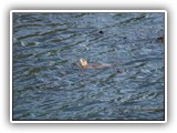 Otter at Salt Creek