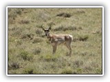 Pronghorn in Montana