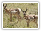 Pronghorn in Montana