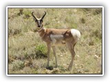 Pronghorn in Montana