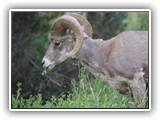 Redstreak Big Horn Sheep