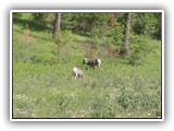 Redstreak6Redstreak Big Horn Sheep