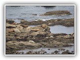 Sea Lions at Simpson Reef